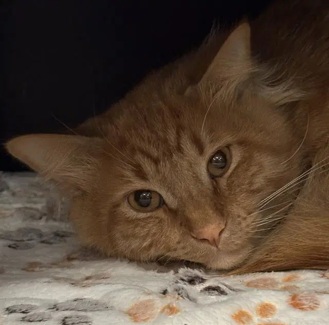 Gerald - Domestic Long Hair
