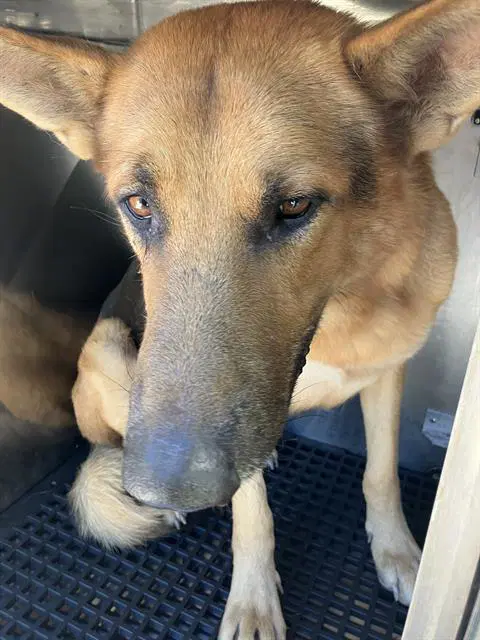 Jack - German Shepherd Dog