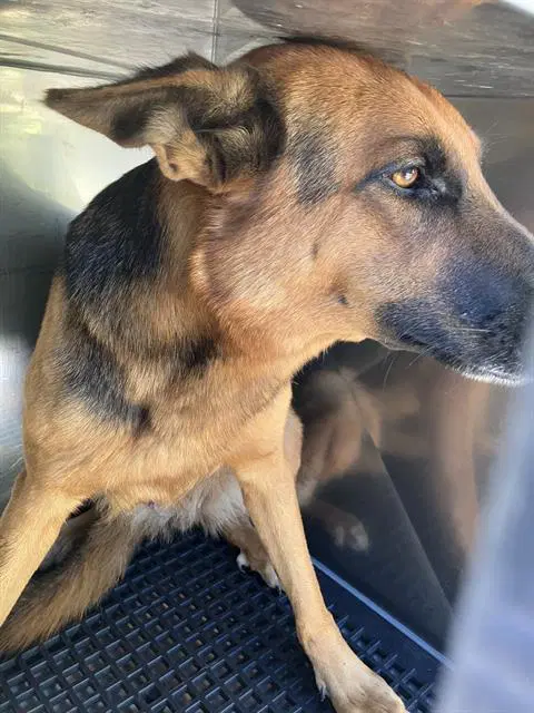 Sally - German Shepherd Dog