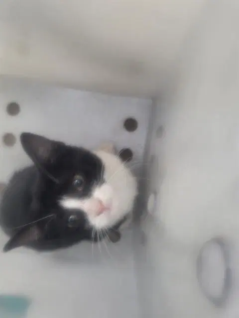 Atlas - Domestic Medium Hair