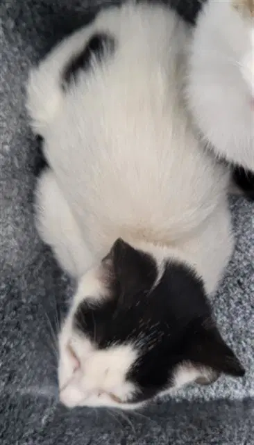 Wren - Domestic Medium Hair