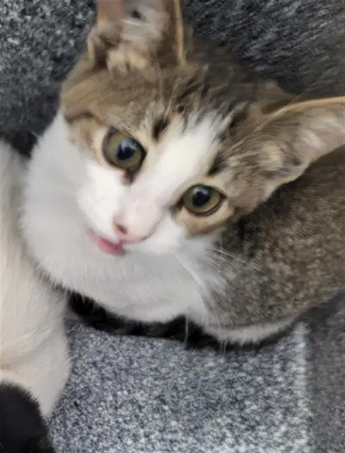 River - Domestic Medium Hair