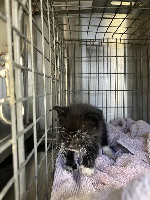 Terri - Domestic Medium Hair