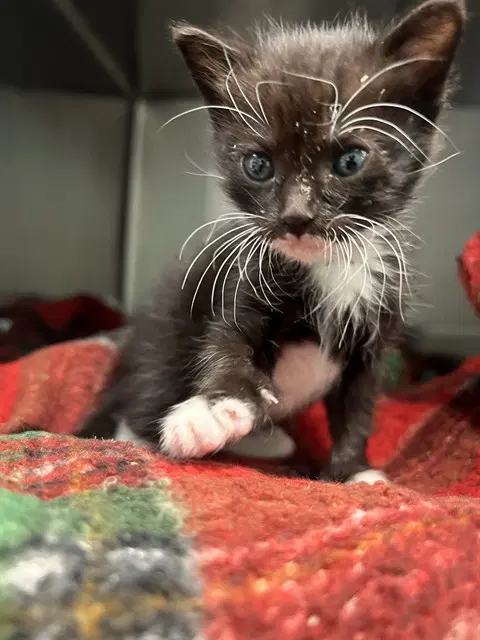Terri - Domestic Medium Hair