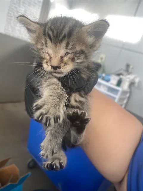 Sammy - Domestic Short Hair
