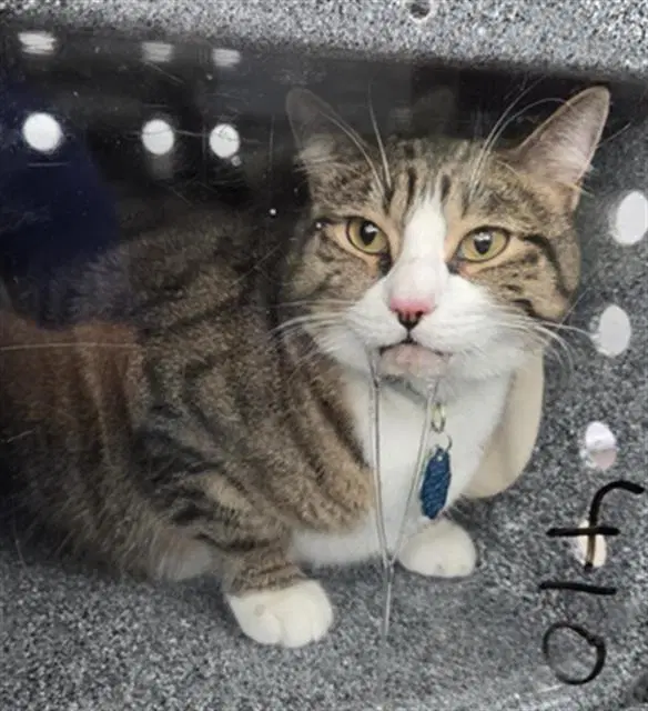 Toby - Domestic Short Hair