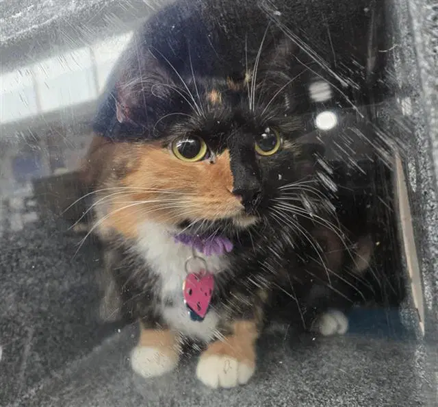 Pepper - Domestic Short Hair