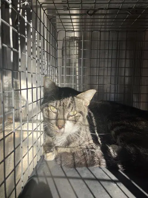 Tinker - Domestic Medium Hair