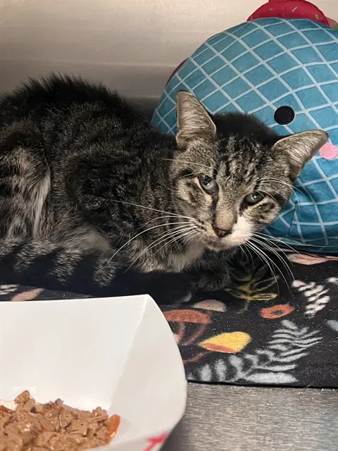 Tinker - Domestic Medium Hair