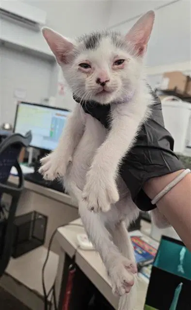 Minnie - Domestic Short Hair