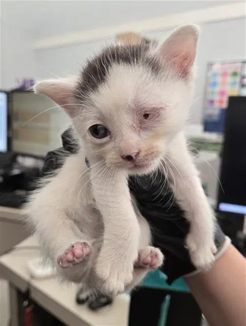Donald - Domestic Short Hair