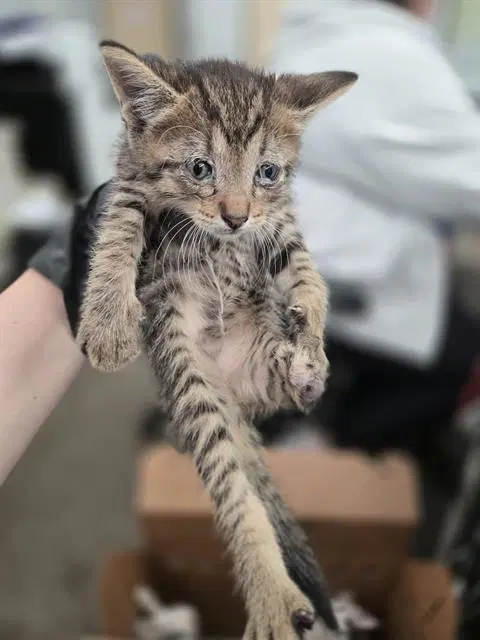 Shanks - Domestic Short Hair