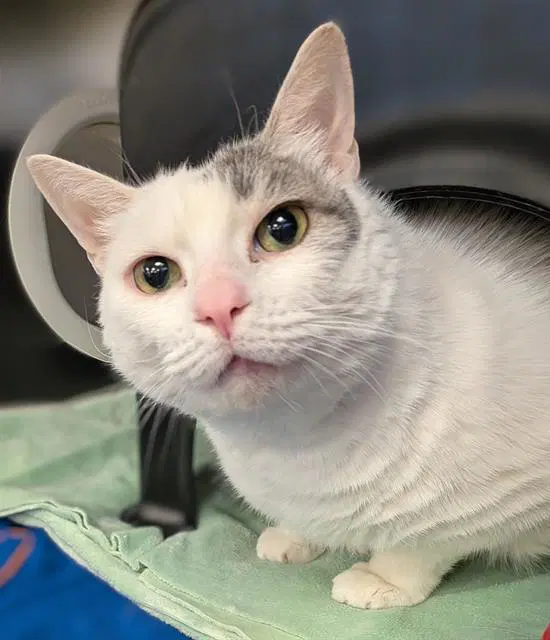Mickey - Domestic Short Hair