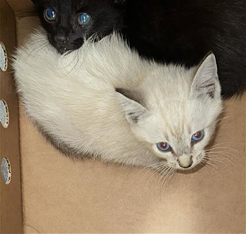 Zara, Domestic Short Hair (medium coat)