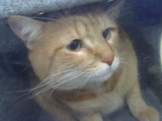Fella - Domestic Short Hair