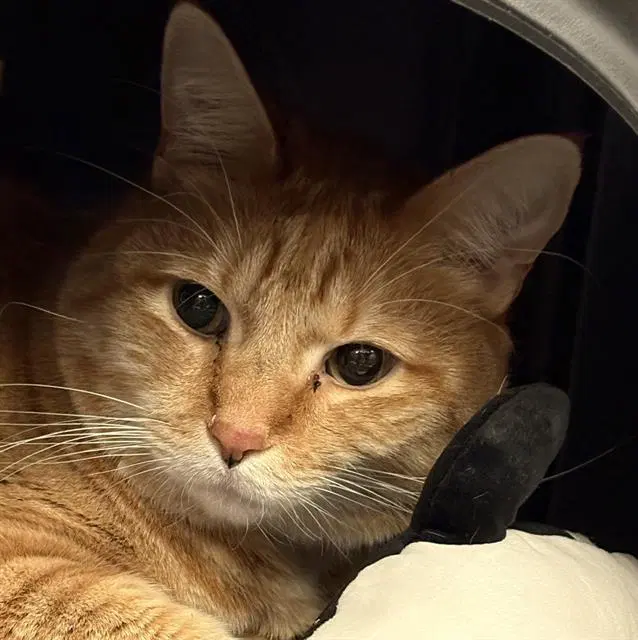 Fella - Domestic Short Hair