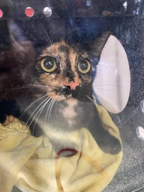 Ember - Domestic Short Hair