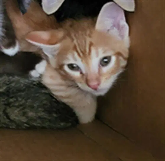 Silas - Domestic Medium Hair