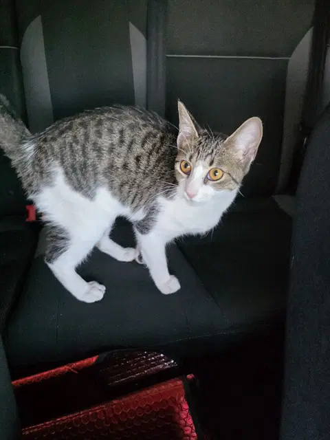 Ms Higgins - Domestic Short Hair