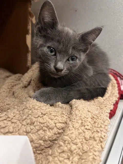 Ezra - Domestic Short Hair
