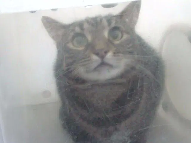 Nui - Domestic Short Hair