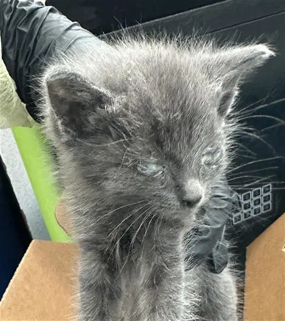 Indy - Domestic Short Hair