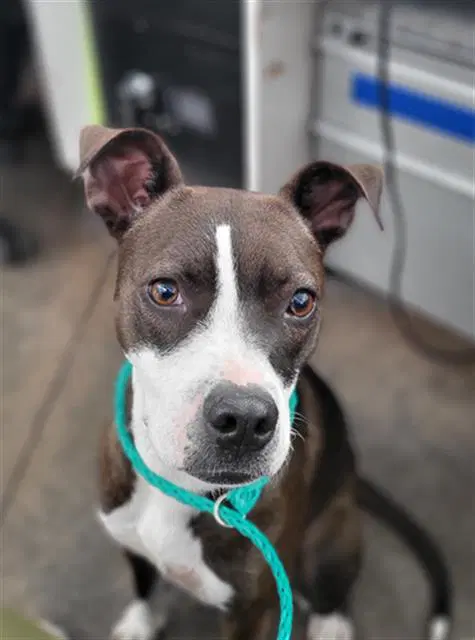 Flower - Pit Bull Terrier