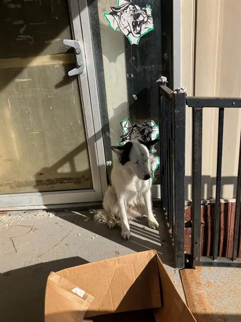 Santa Little Helper - Siberian Husky