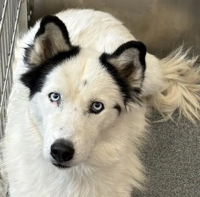 Santa Little Helper - Siberian Husky