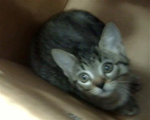 Coffee - Domestic Short Hair