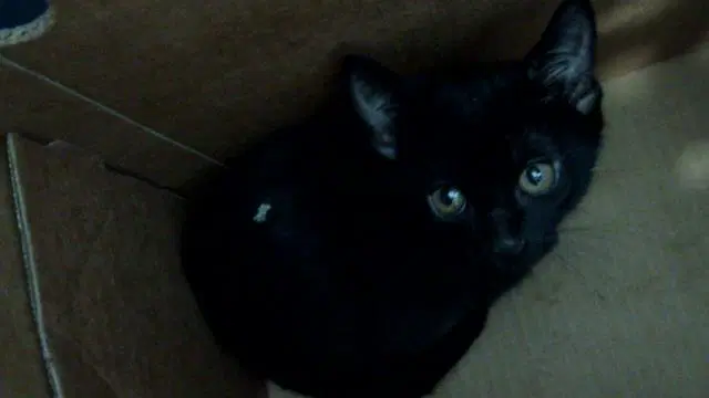 Snow - Domestic Short Hair