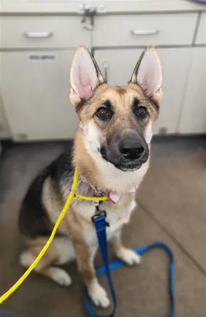 Princess Annabella Skye - German Shepherd Dog