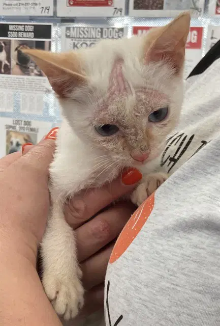 Snow - Domestic Short Hair