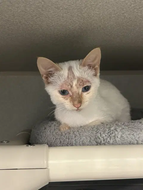 Snow - Domestic Short Hair