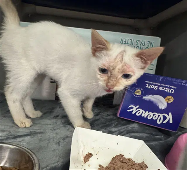 Snow - Domestic Short Hair
