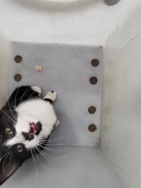 Phoenix - Domestic Medium Hair