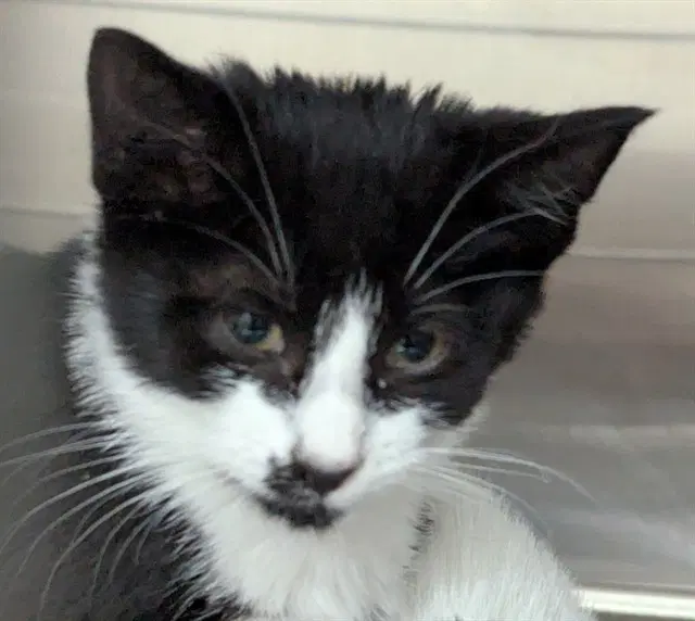 Phoenix - Domestic Medium Hair