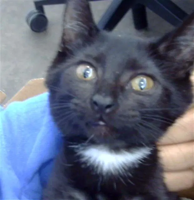 Spooky - Domestic Short Hair
