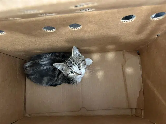 Gabby - Domestic Short Hair