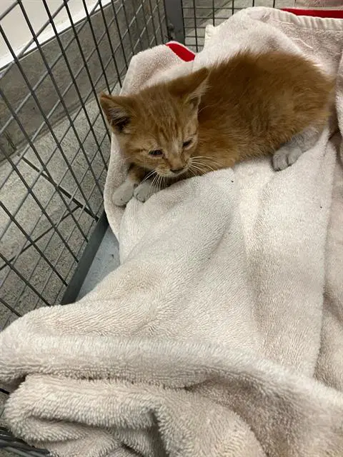 Kitten - Domestic Short Hair