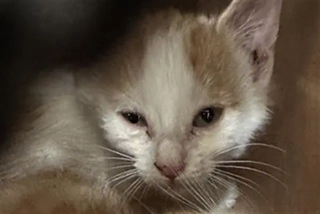 Milan - Domestic Short Hair