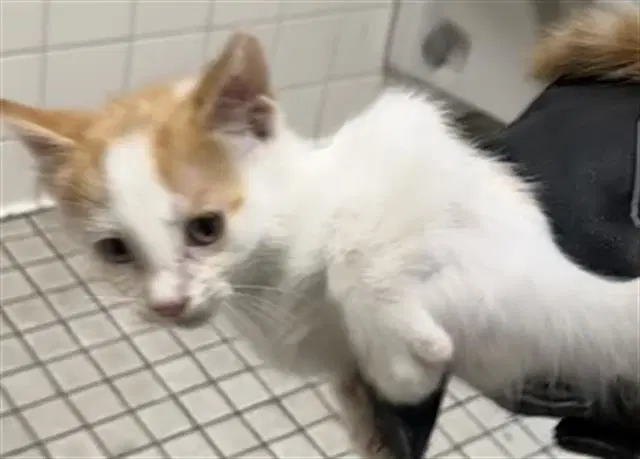 Tatum - Domestic Short Hair