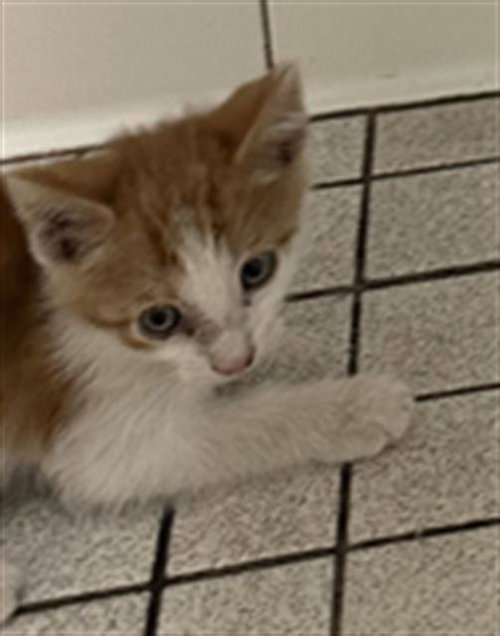Sloan, Domestic Short Hair (medium coat)