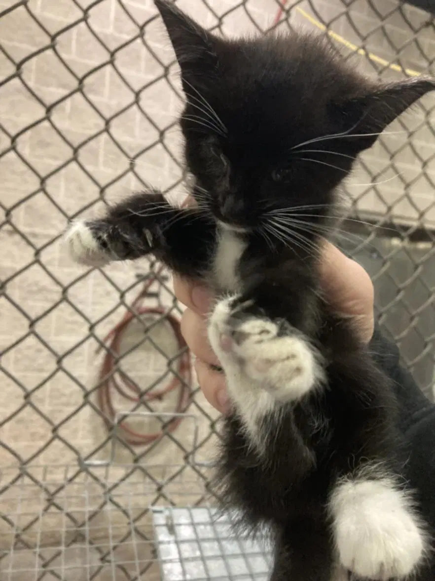 Bojangles - Domestic Short Hair