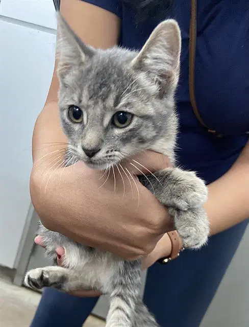 Lincoln - Domestic Short Hair