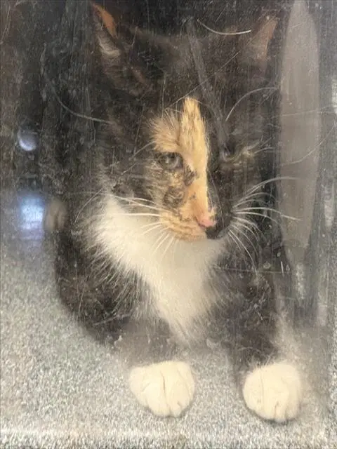 Fergie - Domestic Short Hair