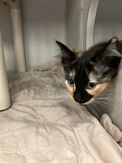 Sweet Pea - Domestic Short Hair