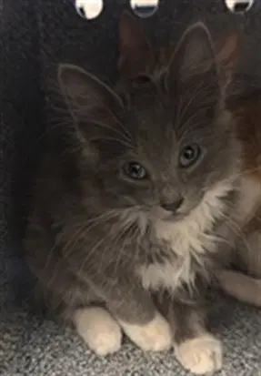 Winter - Domestic Medium Hair