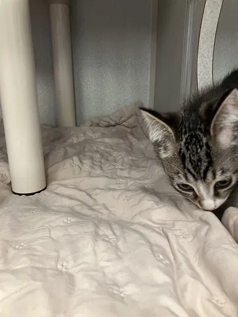 Shawdow - Domestic Short Hair