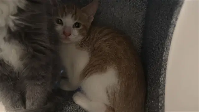 Summer - Domestic Short Hair